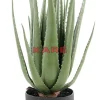 KARE Design Deko & Geschenkartikel-Deko Pflanze Aloe 69Cm
