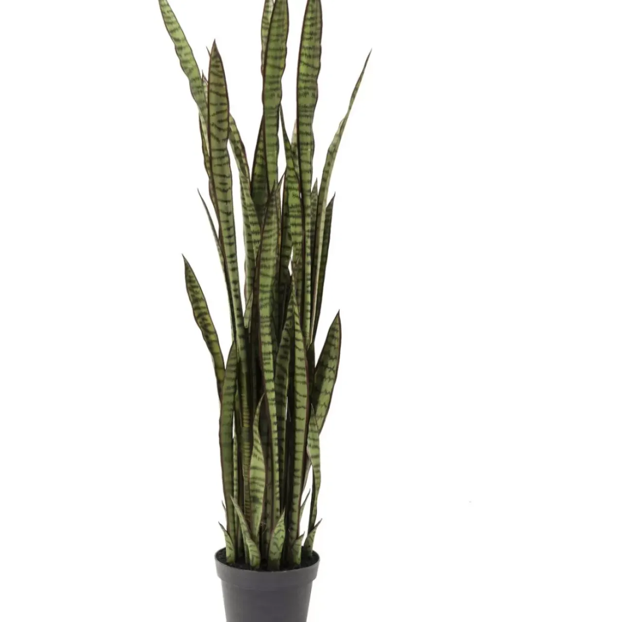 KARE Design Deko & Geschenkartikel-Deko Pflanze Sansewieria 155Cm