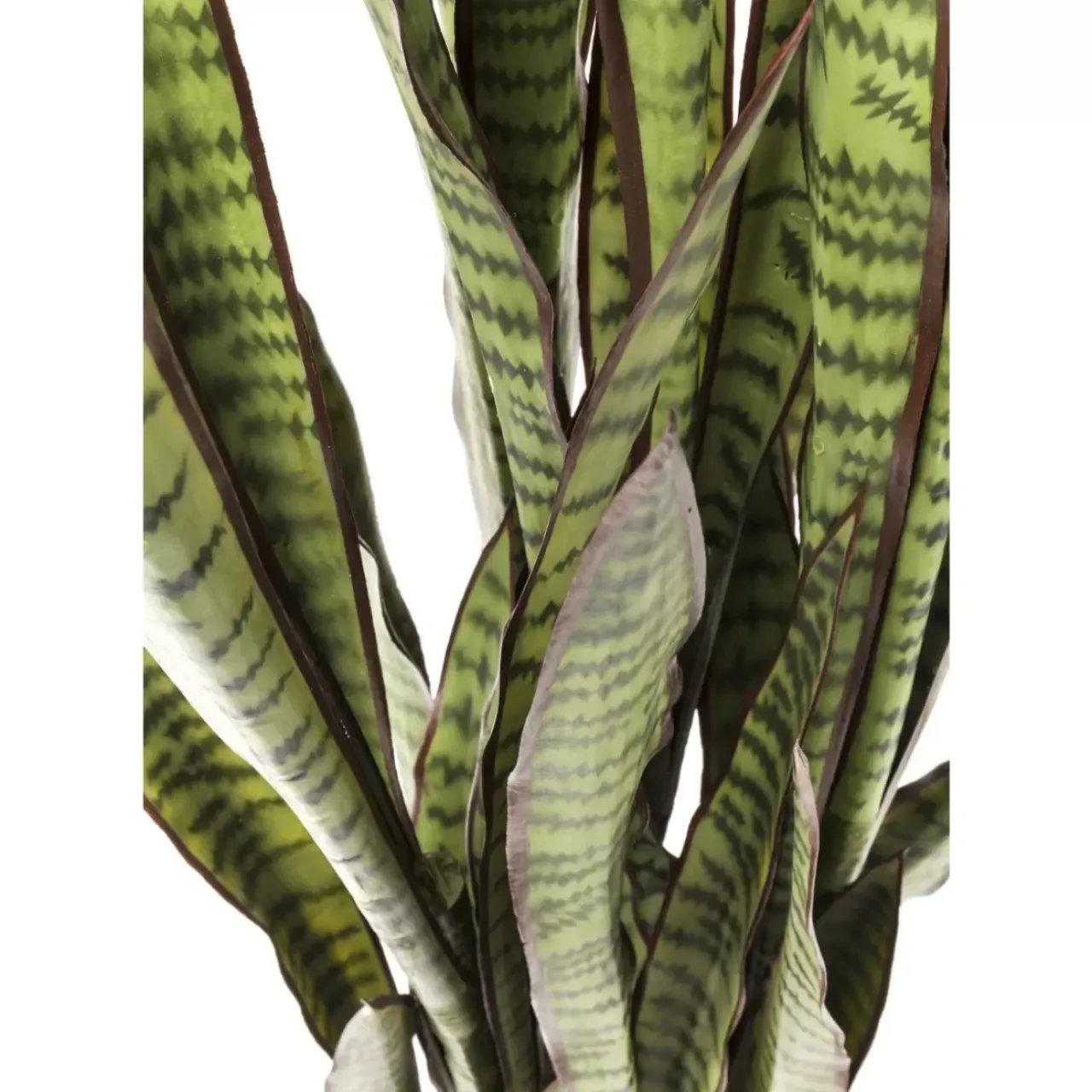 KARE Design Deko & Geschenkartikel-Deko Pflanze Sansewieria 155Cm