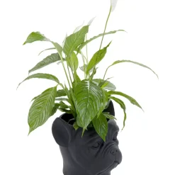 KARE Design Aufbewahrung & Ordnung-Deko Ubertopf Bulldog Schwarz