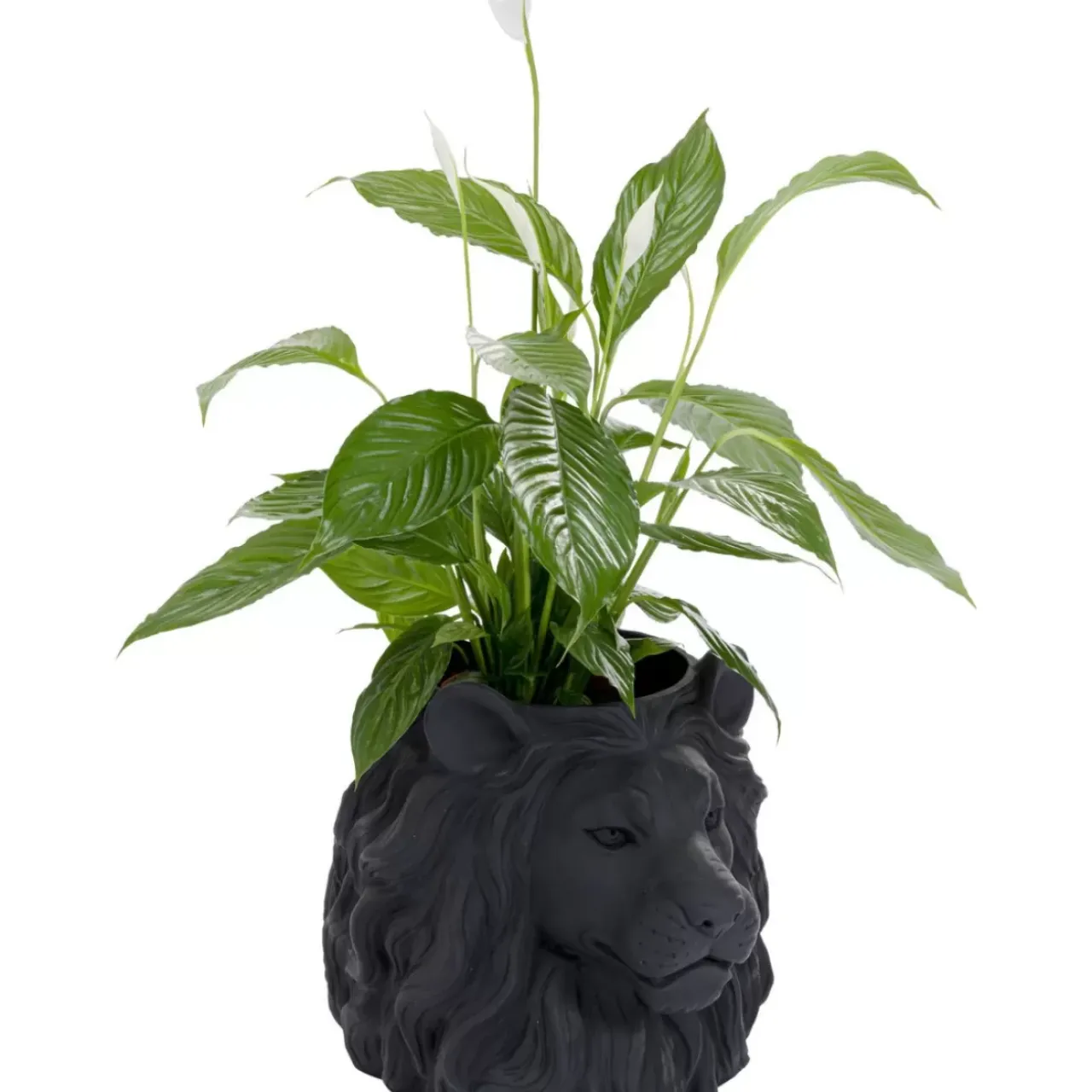 KARE Design Aufbewahrung & Ordnung-Deko Ubertopf Lion Schwarz