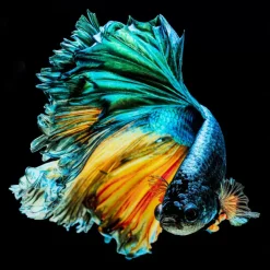 KARE Design Bilder-Glasbild Aqua Queen Fish 100X100Cm