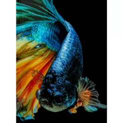 KARE Design Bilder-Glasbild Aqua Queen Fish 100X100Cm