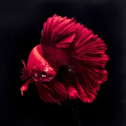 KARE Design Bilder-Glasbild Fire Fish 100X100Cm