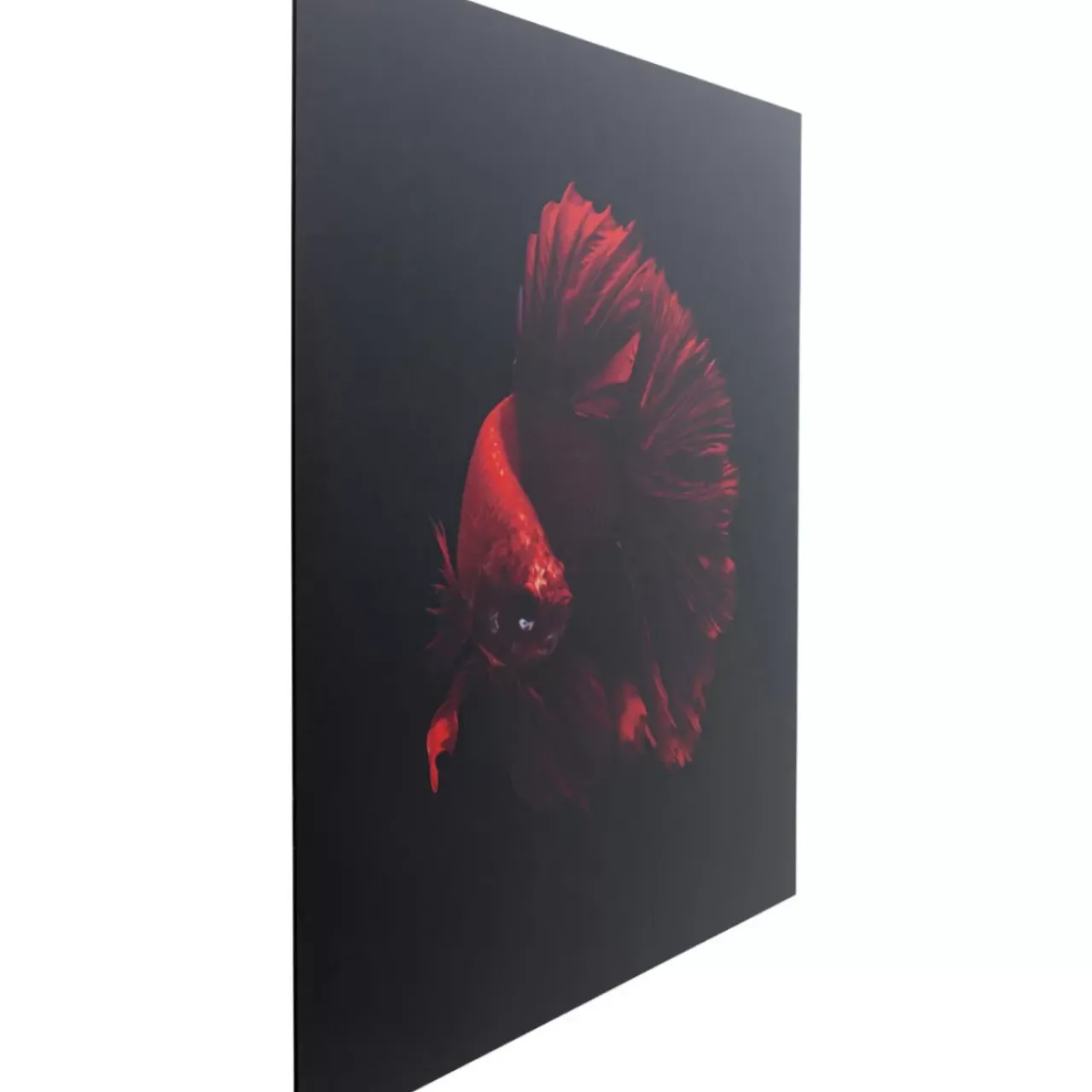 KARE Design Bilder-Glasbild Fire Fish 100X100Cm