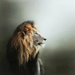 KARE Design Bilder-Glasbild Lion King 100X100Cm