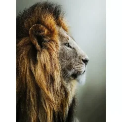 KARE Design Bilder-Glasbild Lion King 100X100Cm