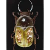 KARE Design Bilder-Glasbild Shiney Dung Beetle 80X120Cm