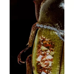KARE Design Bilder-Glasbild Shiney Dung Beetle 80X120Cm