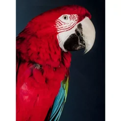 KARE Design Bilder-Glasbild Twin Parrot 80X120Cm