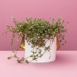 KARE Design Sonstiges & Zubehör Accessoires-Ubertopf Nase Weiss/Gold