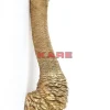 KARE Design Bilder-Wandschmuck Ostrich Gold